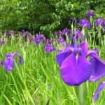 Iris bed