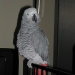Kali the African Grey Parrot Kali the African Grey Parrot