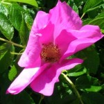 Rose 1