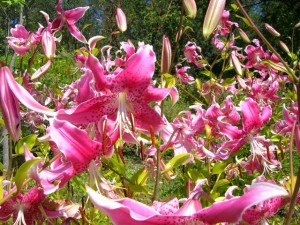 Lilium speciosum var. speciosum